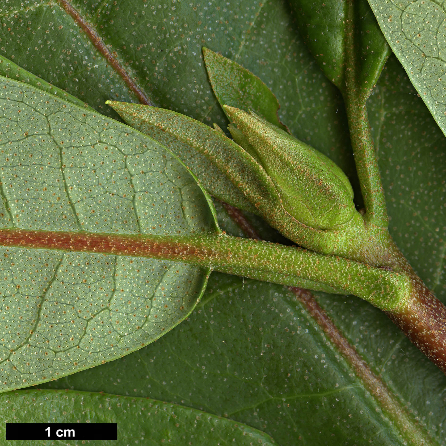 High resolution image: Family: Ericaceae - Genus: Rhododendron - Taxon: liliiflorum